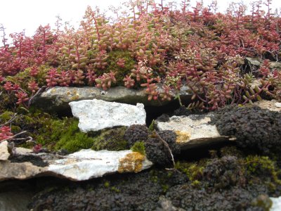 Rock garden